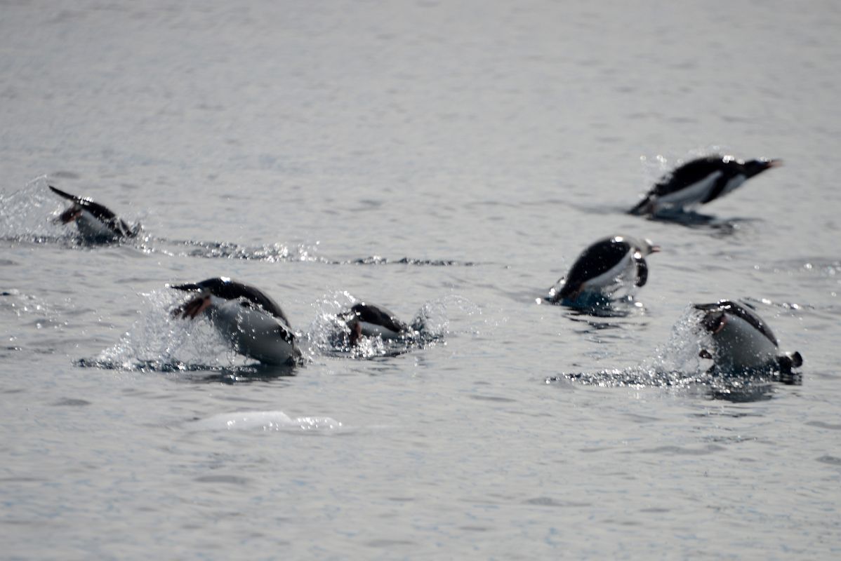 10A Penguins Jump In And Out Of The Water Near Cuverville Island On Quark Expeditions Antarctica Cruise